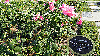 p5263822_thumb.jpg