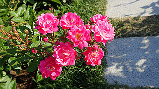 p5263823_thumb.jpg