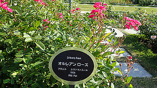 p5263824_thumb.jpg
