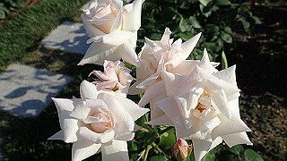 p5263825_thumb.jpg