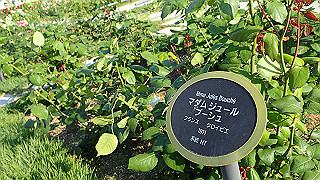 p5263826_thumb.jpg