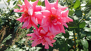 p5263827_thumb.jpg