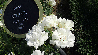 p5263830_thumb.jpg