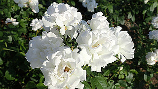 p5263831_thumb.jpg