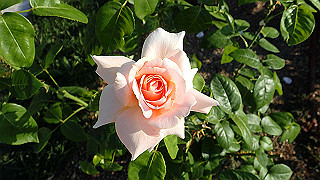 p5263833_thumb.jpg
