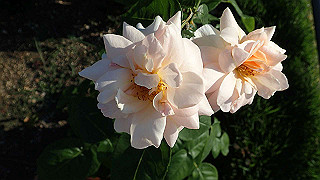 p5263834_thumb.jpg