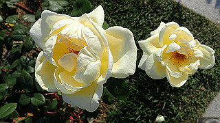 p5263835_thumb.jpg