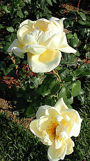 p5263836_thumb.jpg