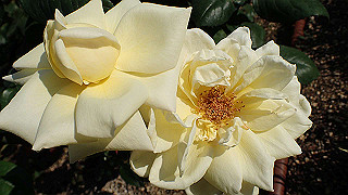p5263838_thumb.jpg
