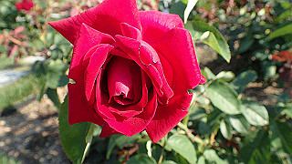 p5263840_thumb.jpg