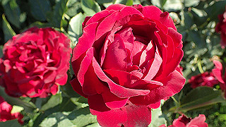 p5263841_thumb.jpg