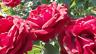 p5263842_thumb.jpg