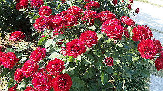 p5263844_thumb.jpg