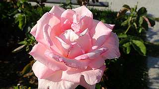p5263845_thumb.jpg