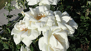 p5263847_thumb.jpg