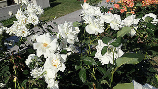 p5263848_thumb.jpg