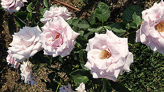 p5263849_thumb.jpg