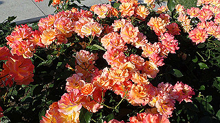 p5263850_thumb.jpg