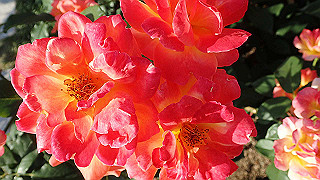 p5263852_thumb.jpg