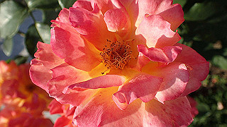 p5263853_thumb.jpg