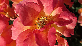 p5263854_thumb.jpg