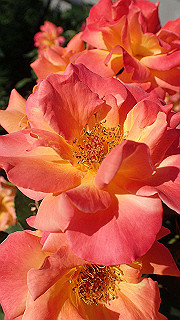 p5263855_thumb.jpg
