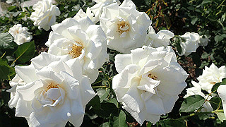 p5263856_thumb.jpg