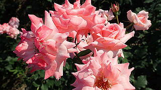 p5263857_thumb.jpg