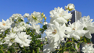 p5263859_thumb.jpg