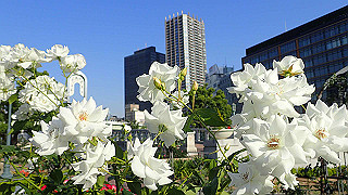 p5263860_thumb.jpg