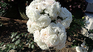 p5263872_thumb.jpg