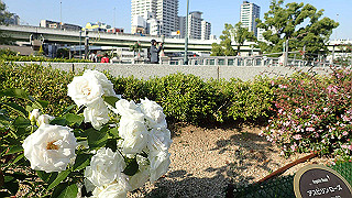 p5263873_thumb.jpg
