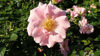 p5263874_thumb.jpg