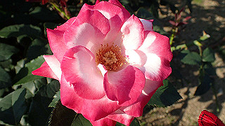 p5263875_thumb.jpg