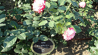 p5263876_thumb.jpg