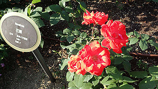 p5263877_thumb.jpg