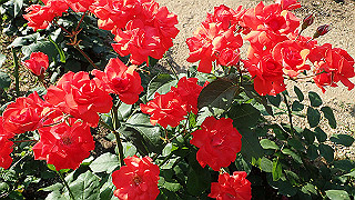 p5263878_thumb.jpg