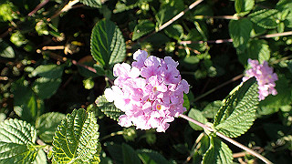 p5263880_thumb.jpg