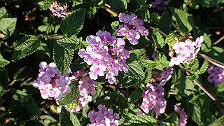 p5263881_thumb.jpg