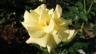 p5263882_thumb.jpg