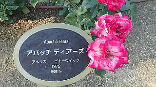 p5263888_thumb.jpg