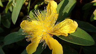 p5263891_thumb.jpg