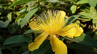 p5263892_thumb.jpg