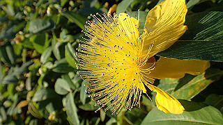 p5263893_thumb.jpg