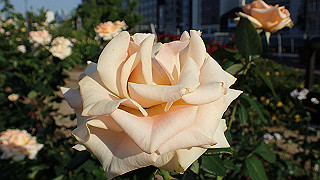 p5263895_thumb.jpg