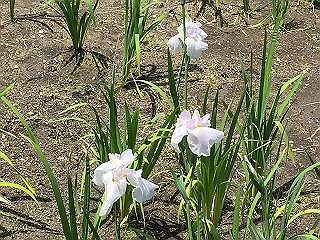 img_0770_thumb.jpg