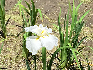 img_0786_thumb.jpg