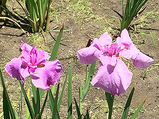 img_0792_thumb.jpg