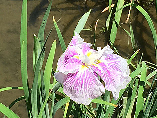 img_0826_thumb.jpg