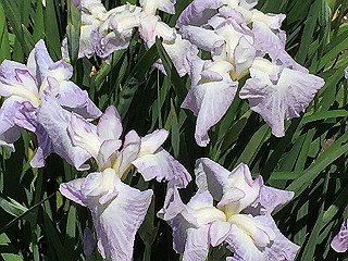 img_0854_thumb.jpg